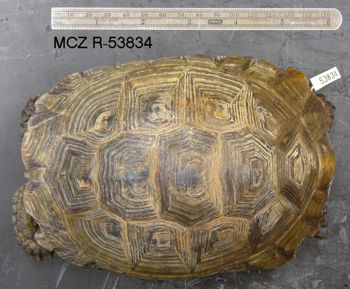 Media type: image; Herpetology R-53834